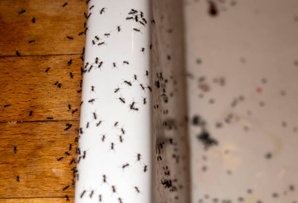 Best Pest Inspection Near Me  in Johnsonburg, PA