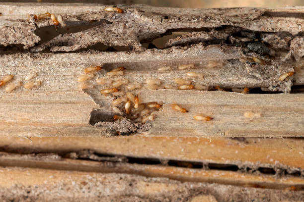 Best Wildlife Control Services  in Johnsonburg, PA