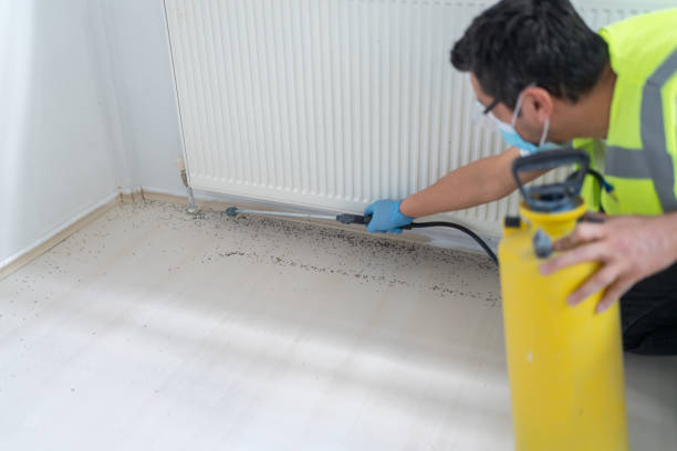 Wasp Removal Services in Johnsonburg, PA